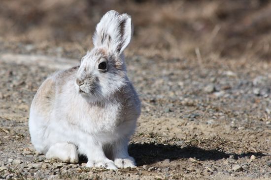 frif - Snowshoe hare