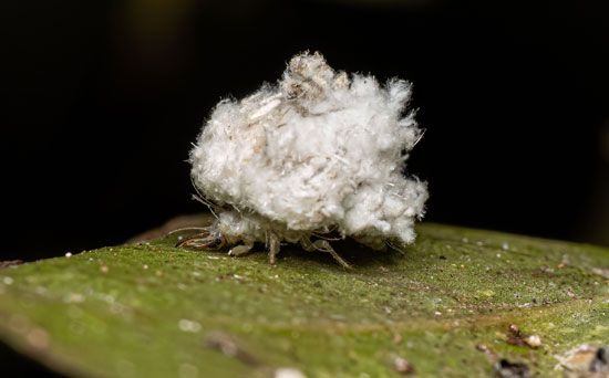 9099 com casino - Junk collector