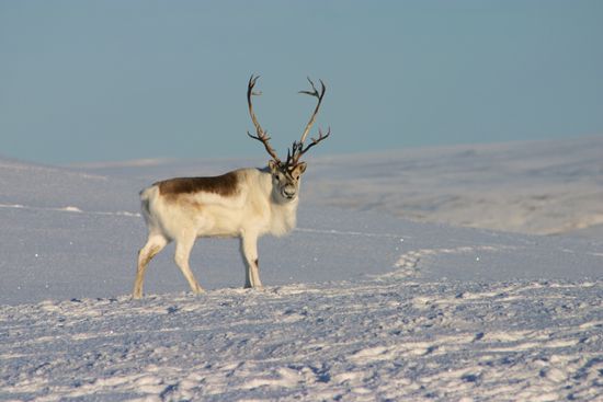 Peary caribou