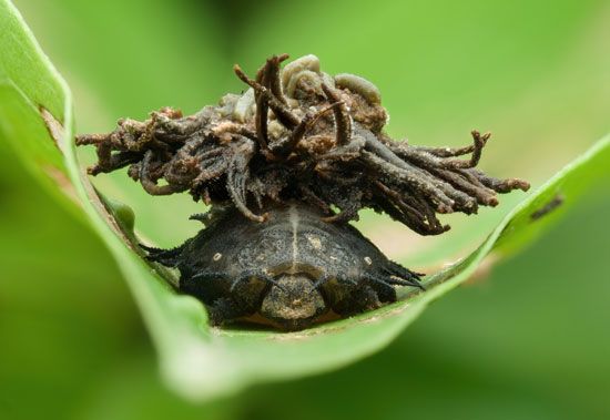 Armored in excrement