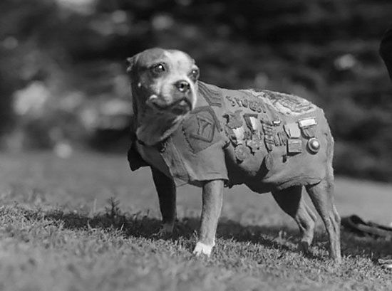 777win4.com - Sergeant Stubby at your service