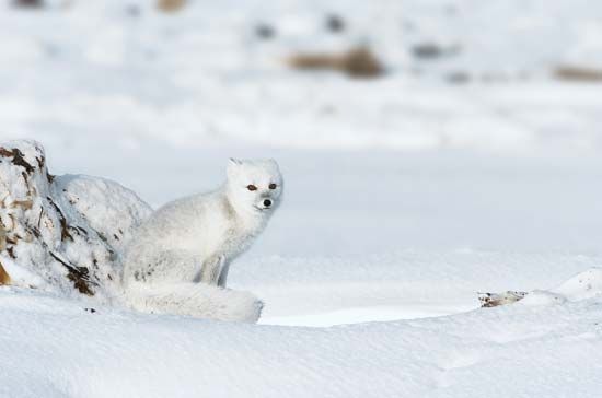 frif - Arctic fox