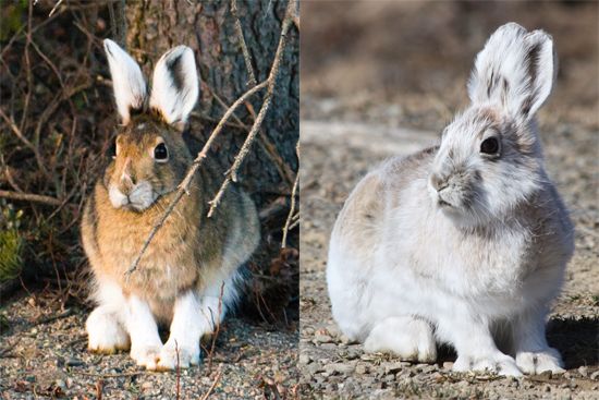 frif - Canada: snowshoe hare